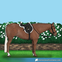 Horse Color:Silver Black Rabicano