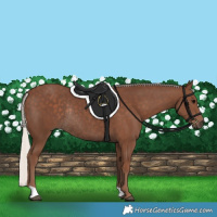 Horse Color:Silver Black Rabicano 