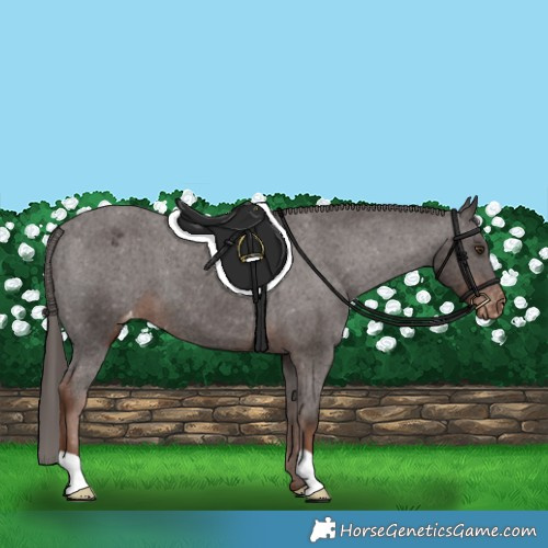 Horse Color:Liver Chestnut Appaloosa 