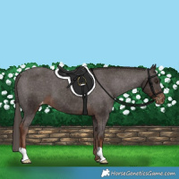 Horse Color:Liver Chestnut Appaloosa