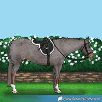 Horse Color:Liver Chestnut Appaloosa