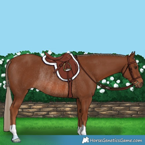 Horse Color:Chestnut Rabicano 