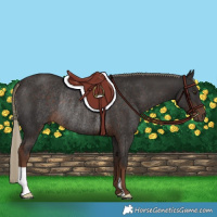 Horse Color:Liver Chestnut Rabicano 