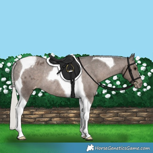 Horse Color:Silver Black Tobiano Appaloosa Rabicano 