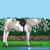 Horse Color:Silver Black Tobiano Appaloosa Rabicano