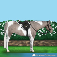 Horse Color:Silver Black Tobiano Appaloosa Rabicano 
