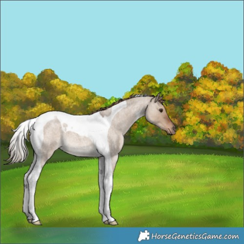 Horse Color:Liver Red Dun Roan Tobiano 