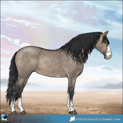 Horse Color:Brown Dun Sabino 