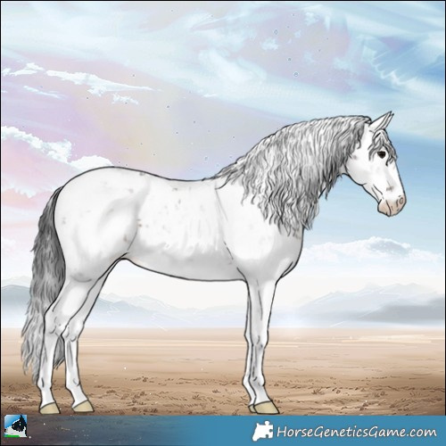 Horse Color:Brown Sabino Appaloosa 