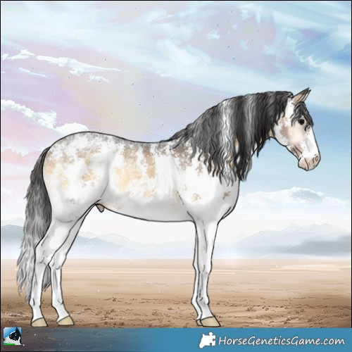 Horse Color:Buckskin Ice Onyx Sabino Rabicano 