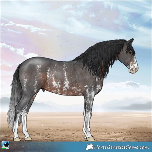 Horse Color:Brown Sabino Rabicano 