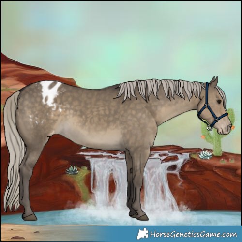 Horse Color:Silver Smoky Grullo Appaloosa 