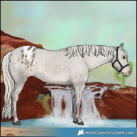 Horse Color:Silver Smoky Grullo Appaloosa 