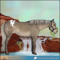 Horse Color:Silver Smoky Grullo Appaloosa 