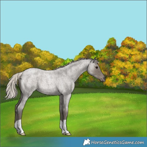 Horse Color:Silver Blue Roan 