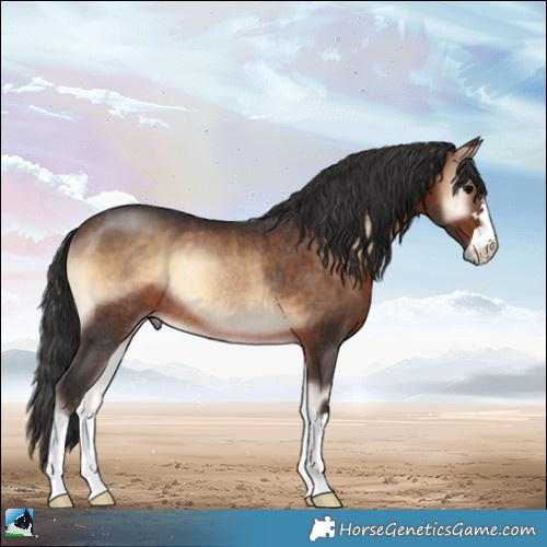 Horse Color:Brown Onyx Rabicano 