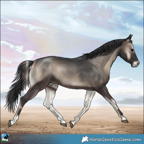 Horse Color:Blue Onyx Rabicano 