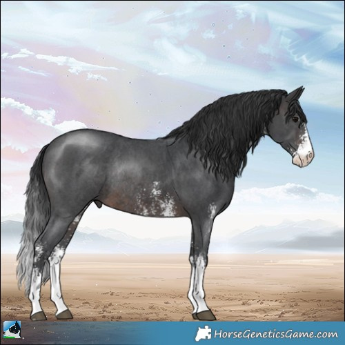 Horse Color:Brown Sabino Rabicano 