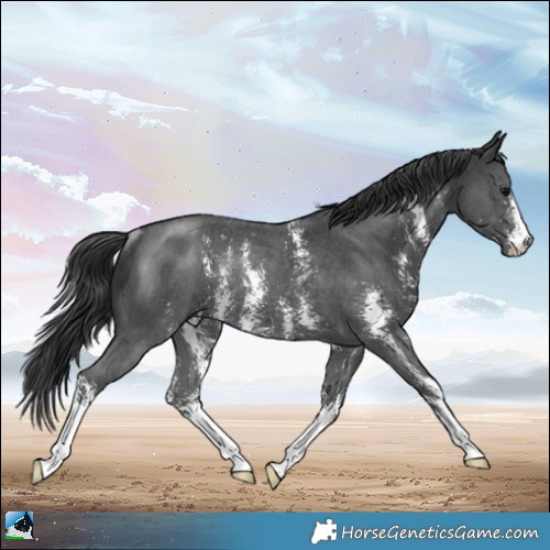 Horse Color:Black Mushroom Sabino Rabicano 