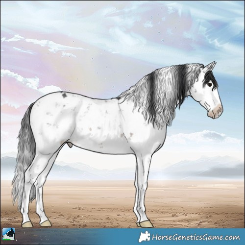 Horse Color:Brown Sabino 