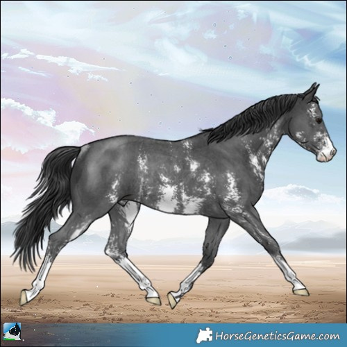 Horse Color:Black Sabino Rabicano 
