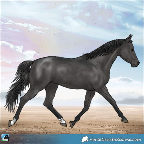Horse Color:Black Rabicano 