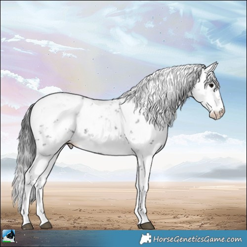Horse Color:Brown Sabino 