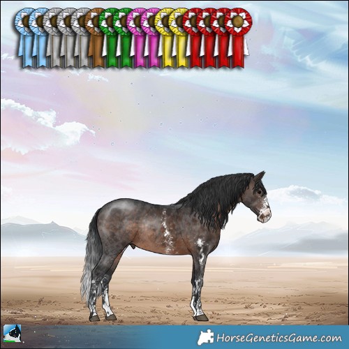 Horse Color:Brown Sabino Rabicano 