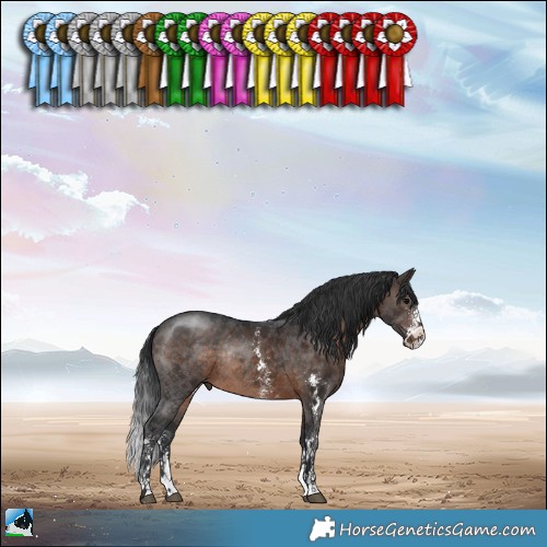 Horse Color:Brown Sabino Rabicano 