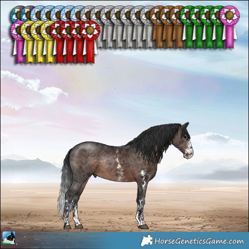 Horse Color:Brown Sabino Rabicano 