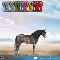 Horse Color:Brown Sabino Rabicano