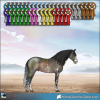 Horse Color:Brown Sabino Rabicano 