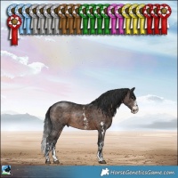 Horse Color:Brown Sabino Rabicano 