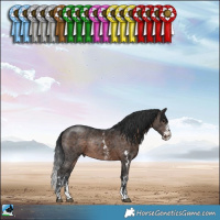 Horse Color:Brown Sabino Rabicano