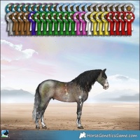 Horse Color:Brown Sabino Rabicano
