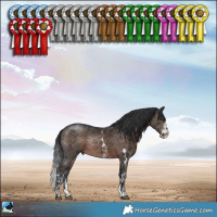 Horse Color:Brown Sabino Rabicano 