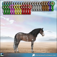 Horse Color:Brown Sabino Rabicano 