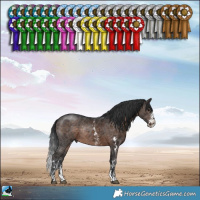 Horse Color:Brown Sabino Rabicano 
