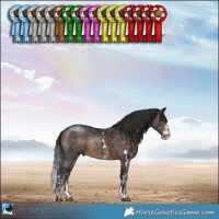 Horse Color:Brown Sabino Rabicano