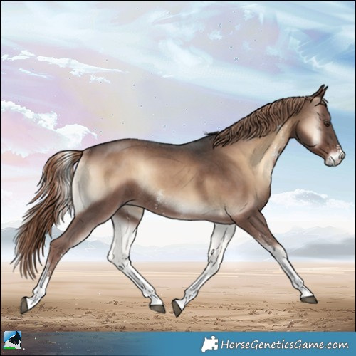 Horse Color:Liver Red Onyx Sabino Rabicano 