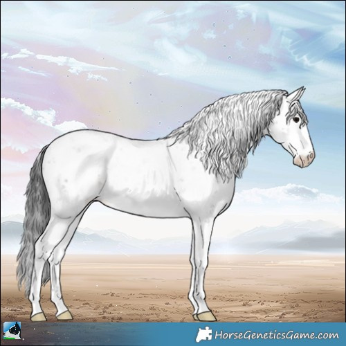 Horse Color:Brown Sabino Rabicano 