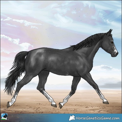 Horse Color:Black Mushroom Sabino Rabicano 