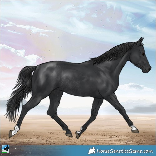 Horse Color:Black Rabicano 