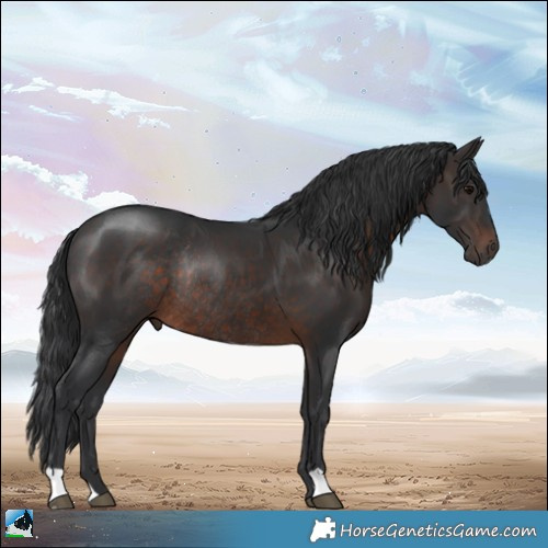 Horse Color:Brown Rabicano 