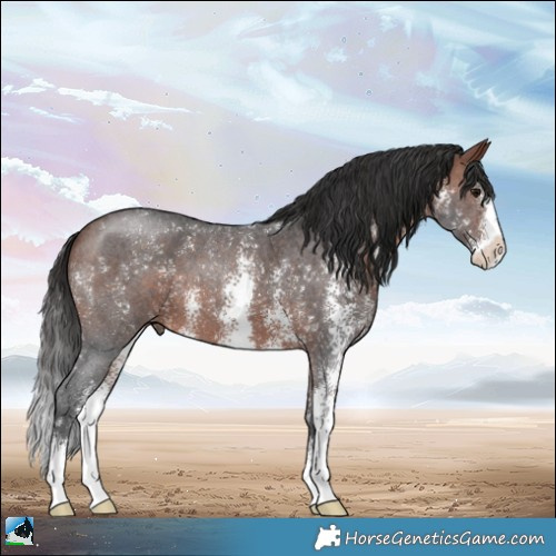 Horse Color:Bay Sabino 