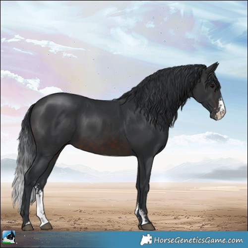 Horse Color:Brown Sabino 