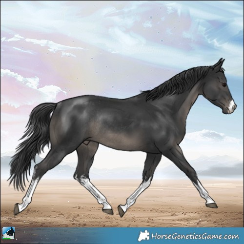 Horse Color:White Spotted Black Rabicano 