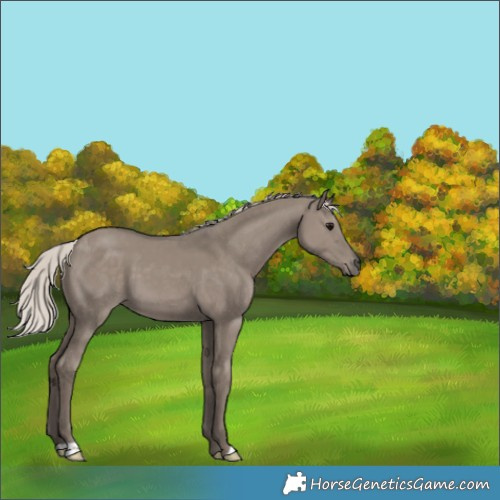Horse Color:Silver Grullo 