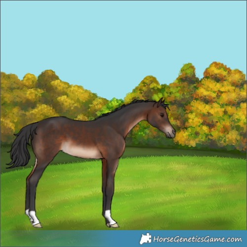 Horse Color:Brown 