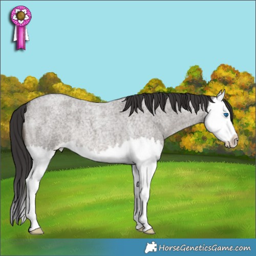 Horse Color:Smoky Grullo Roan Splash 